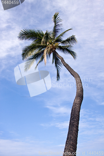 Image of Single Palm tree framing a blue sky