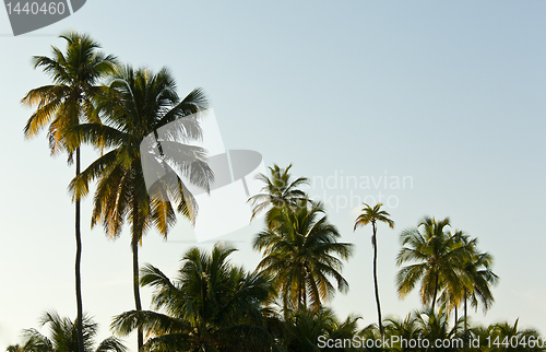 Image of Sun setting lights palm tree