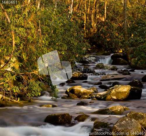 Image of Raging stream in spring in Smokies