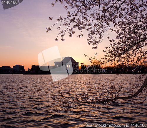 Image of Cherry Blossom and Jefferson Memorial