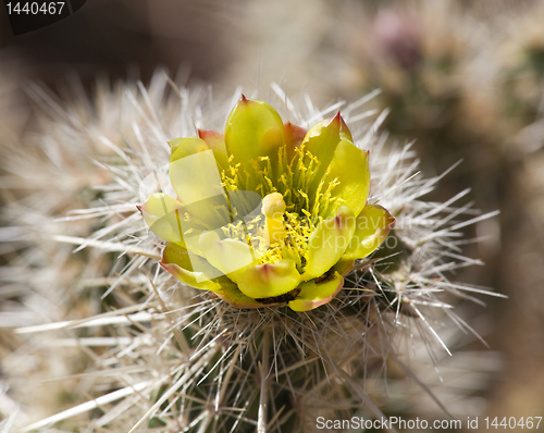 Image of Barrel Cactus plant in Anza Borrego desert