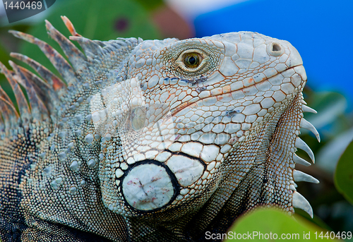 Image of Eye of Iguana