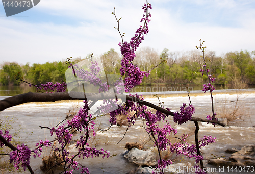 Image of Close-up of red blossoms by Potomac Dam