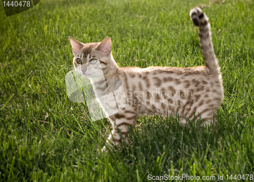 Image of Young bengal kitten side view