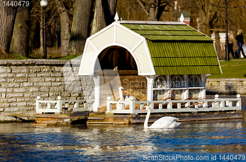 Image of Swan on nest in Tallinn