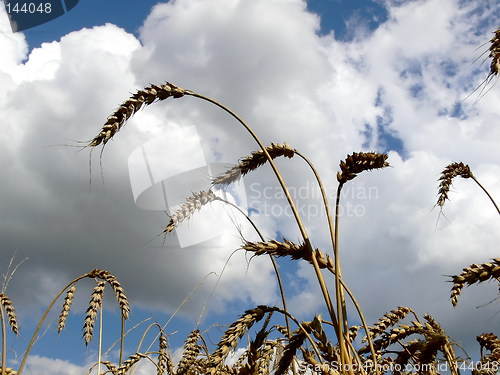 Image of Harvest  1