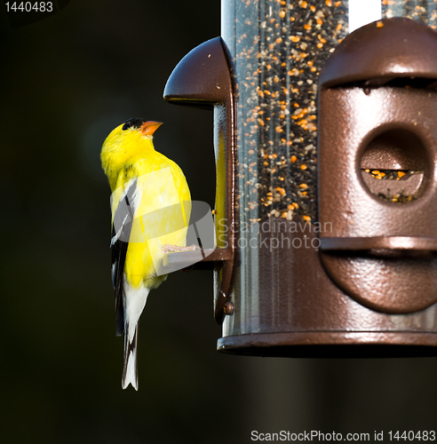 Image of Goldfinch eating from  bird feeder