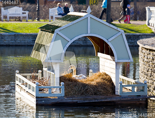 Image of Swan on nest in Tallinn