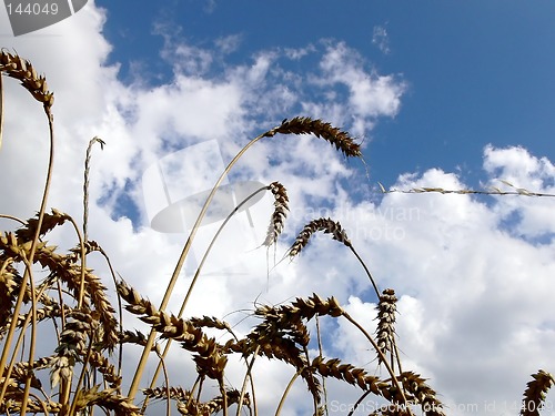 Image of Harvest  2