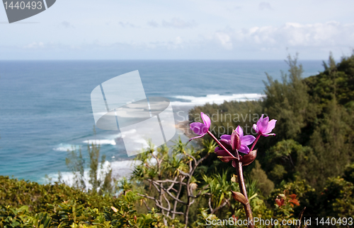 Image of Purple flower over blurred image of Ke'e beach