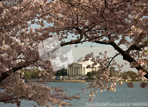 Image of Jefferson Memorial framed by Cherry Blossom