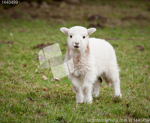 Image of Single new born lamb