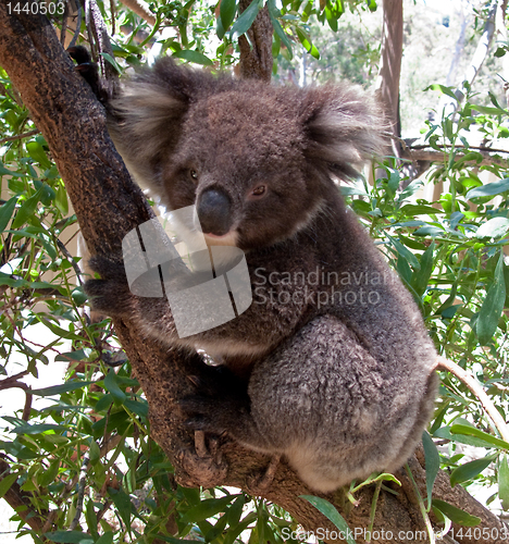 Image of Koala Bear in tree