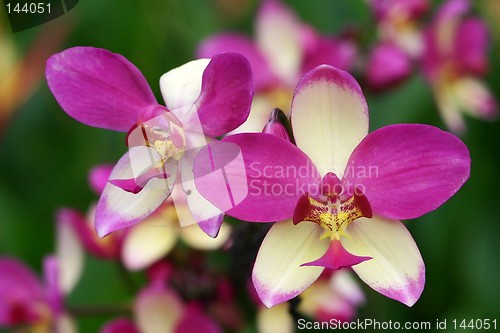 Image of Purple White Stripe Orchid