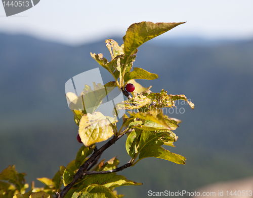 Image of Single red berry overlooking Shenandoah valley