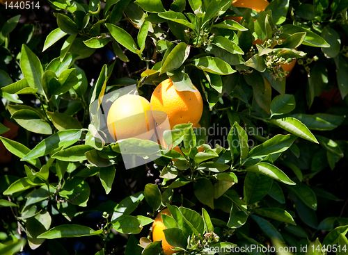 Image of Pair of Oranges in tree