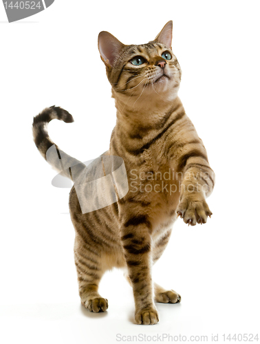 Image of Bengal cat clawing at the air