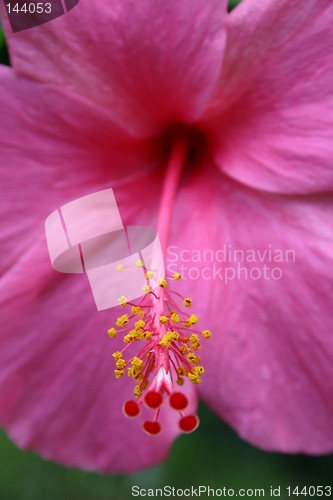 Image of Hibiscus