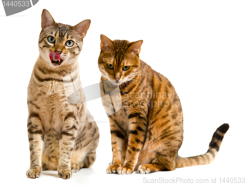 Image of Pair of bengal cats one licking lips