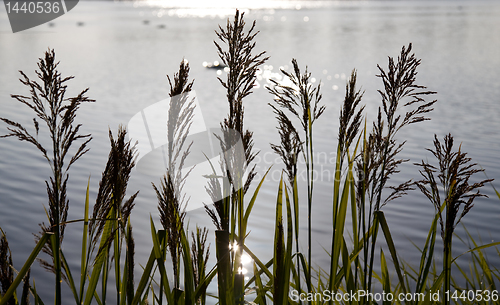 Image of Backlit grasses against early morning lake