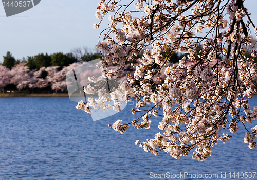 Image of Cherry Blossom Trees by Tidal Basin