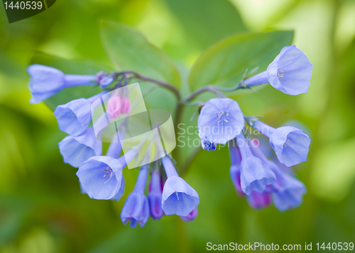 Image of Close up of bluebells in April