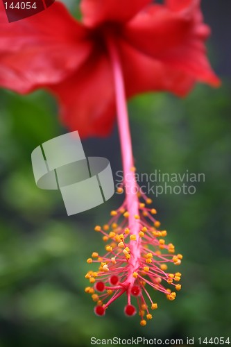 Image of Red Hibiscus