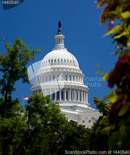 Image of Capitol Building framed by trees