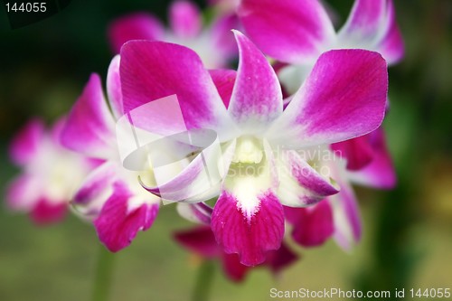 Image of Purple White Stripe Orchid