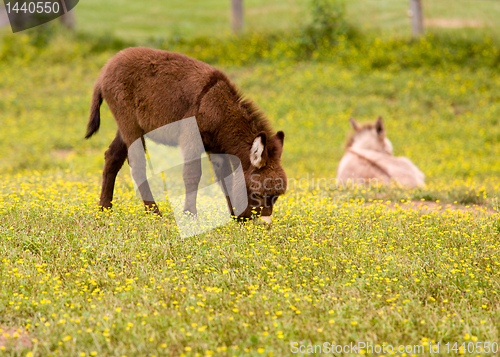 Image of Baby donkey in meadow eating flowers