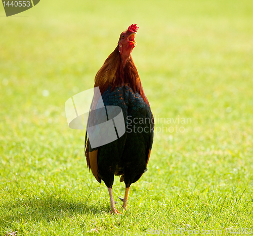 Image of Wild cockerel on Kauai