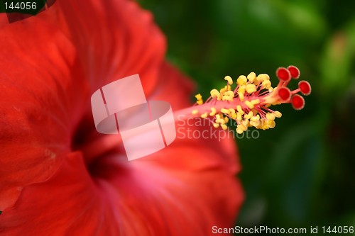 Image of Red Hibiscus