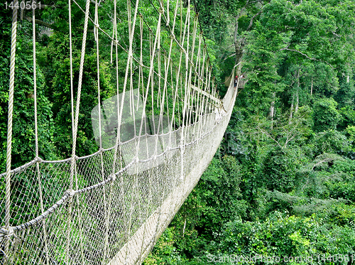 Image of Walkway in rain forest