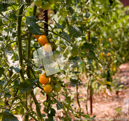 Image of Green and ripe tomatoes on vine