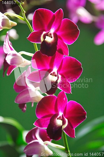 Image of Purple Orchid