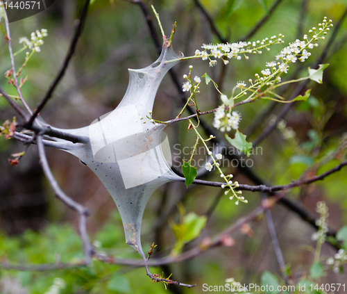 Image of Web worms in tree