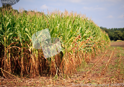 Image of Rows of corn ready for harvest