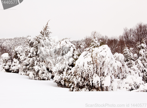 Image of Snow covered conifer trees