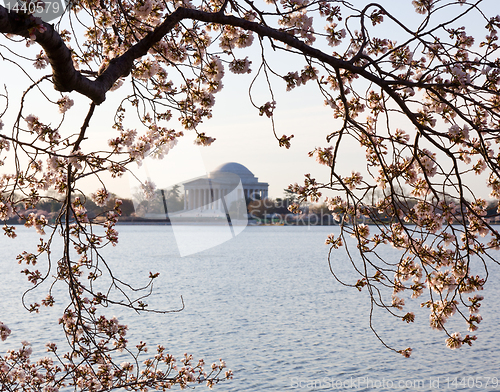 Image of Cherry Blossom and Jefferson Memorial