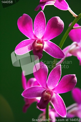 Image of Purple Orchid