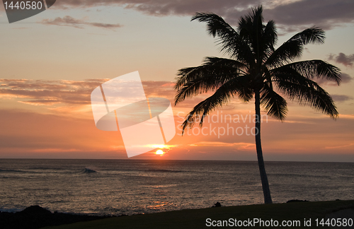 Image of Single Palm tree framing a Hawaiian Sunset