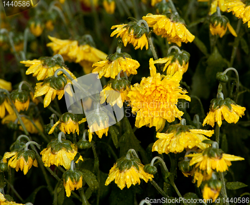 Image of Wilted Chrysanthemum