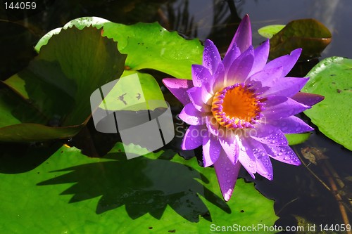 Image of Waterlily