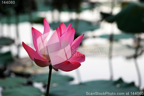 Image of Pink Waterlily