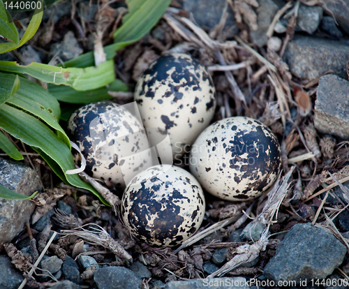 Image of Four Killdeer eggs in gravel by side of road