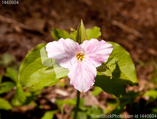 Image of Mauve trillium in forest