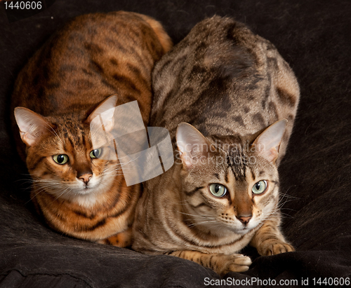 Image of Pair of Bengal Kittens on seat