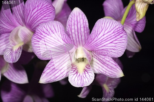 Image of Stripe Purple Orchid