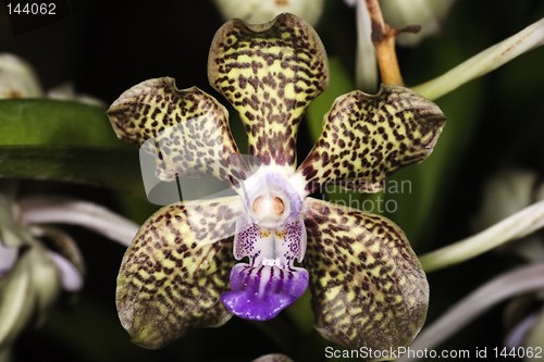 Image of Dapple Orchids