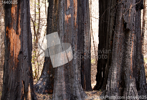 Image of Scorched trees after forest fire